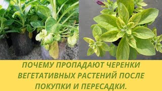 видео: Почему пропадают черенки вегетативных растений которые мы заказали. Гниют и хлорозят после пересадки картинка: Почему пропадают черенки вегетативных растений которые мы заказали. Гниют и хлорозят после пересадки