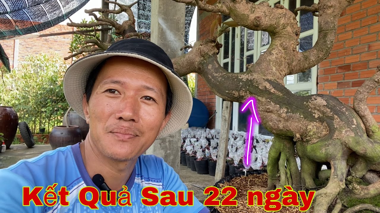 Kết Quả Những Cây Mai Vàng Bonsai Đã Xử Lý - youtube
