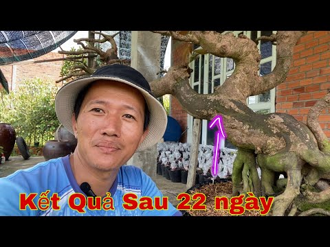 Video Kết Quả Những Cây Mai Vàng Bonsai Đã Xử Lý - youtube