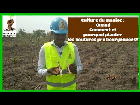 Vidéo: Soin des racines de Culver : apprenez à faire pousser des plantes à racines de Culver