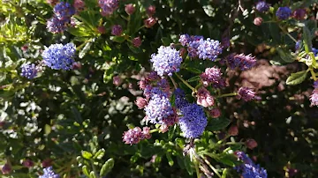 Où planter un céanothe ?