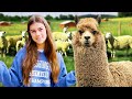 Nastya Mia and Artem are looking for Alpaca at the farm