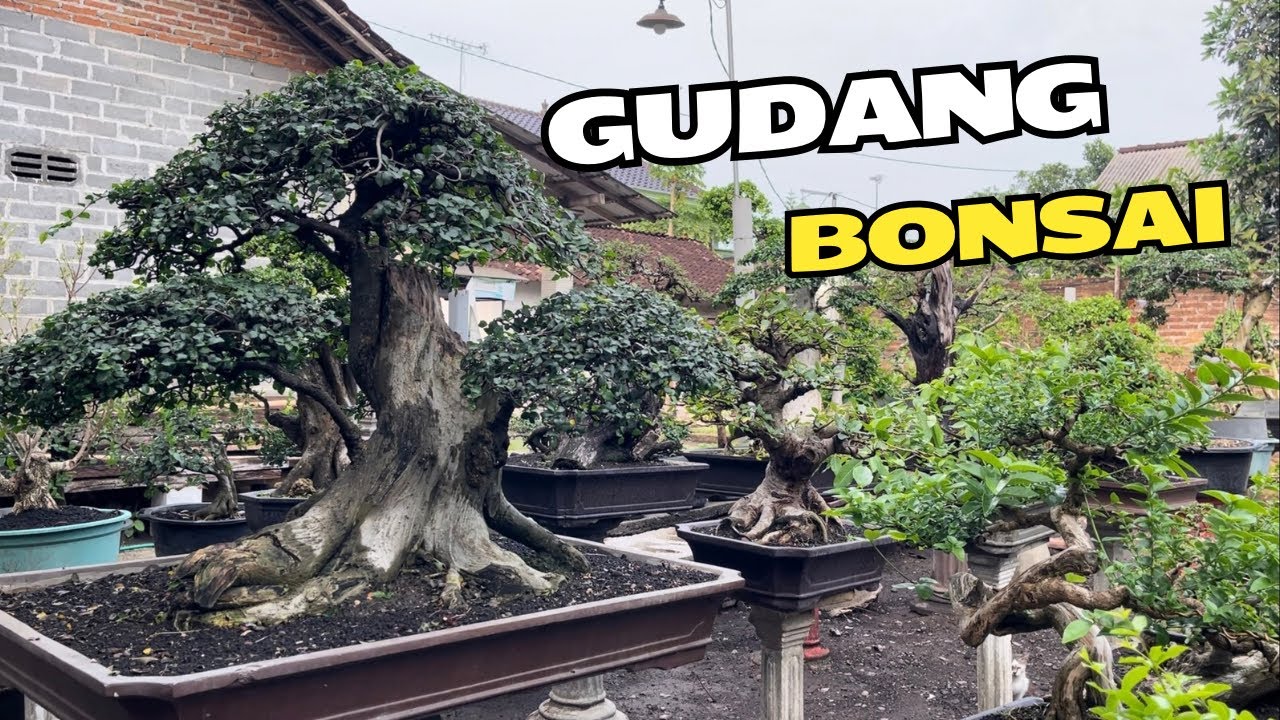 Cek Harga Bonsai Di Gudang