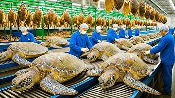 Inside the Turtle-Shell Factory — From Raw Material to Million-Dollar Luxury Products