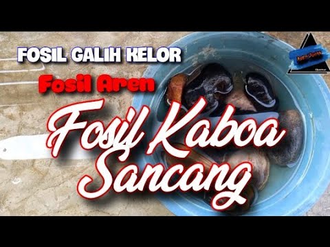 Mengenal Berbagai Macam Jenis fosil