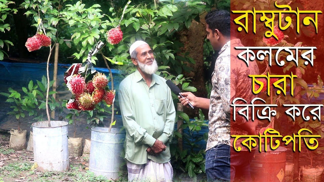 রাম্বুটানের(Rambutan)চারা বিক্রি করে কোটিপতি নরসিংদরি জামাল ভাই।রাম্বুটান চারার দাম জানুন।Rambutan
