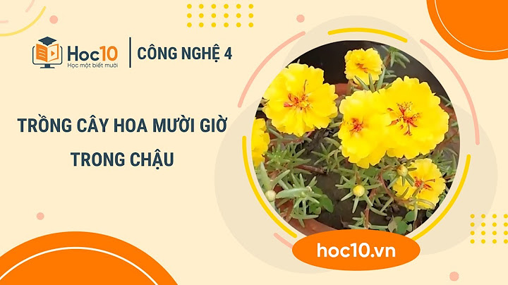 Tập làm văn tả cây hoa mười giờ năm 2024