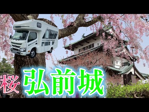 【キャンピングカーでいく】弘前城！　枝垂桜とお城のコラボレーション♪　なんて素敵なんでしょう！　春ですなぁ～