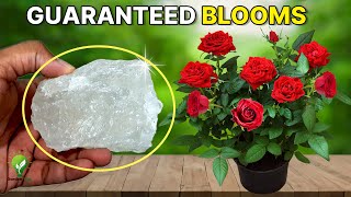Surefire Tips for Abundant Blooms in Rose Bush! | How to Grow Roses Perfectly? by GARDEN TIPS 4,838 views 1 month ago 6 minutes, 51 seconds