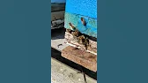 Роелов