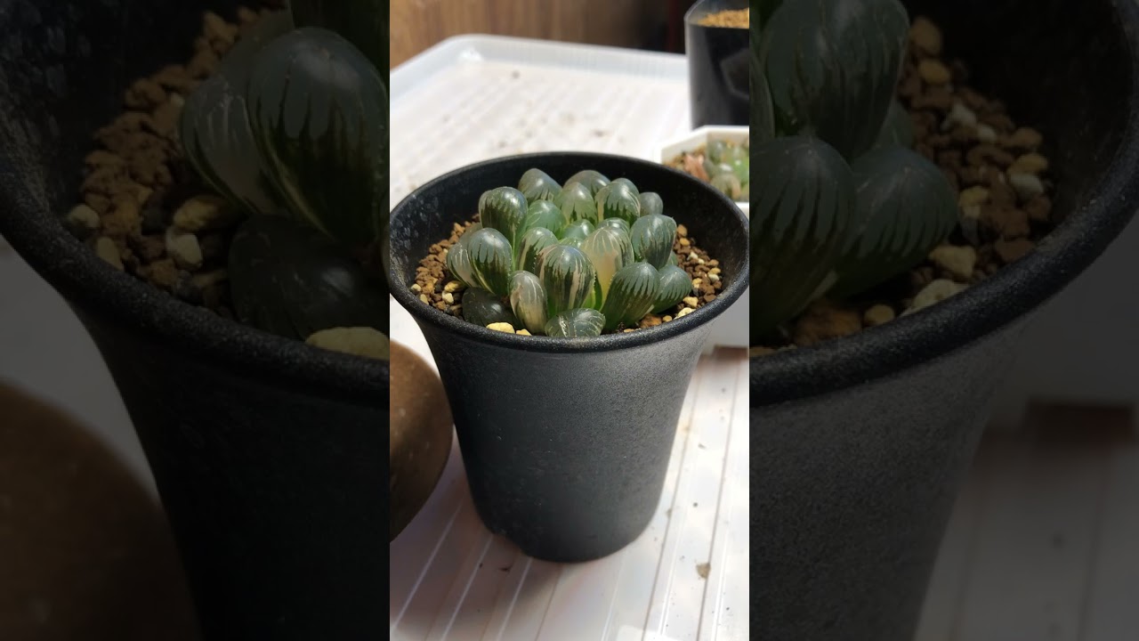 ハオルチア 多肉植物 自家繁殖 OB-1オブツーサ錦 OB-1錦 鮮明錦 透明窓