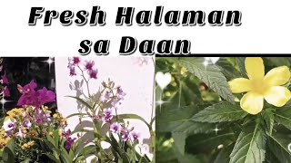 ANG INIT NG PANAHON PERO ITONG MGA HALAMAN BUHAY NA BUHAY #satisfying #flowers #video