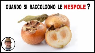 WHEN ARE MEDLARS HARVESTED and why