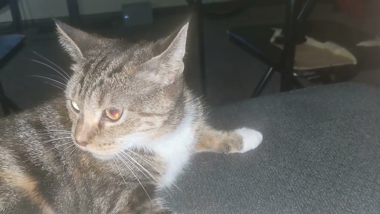 Full Rainbow Spectrum in Cat's Eyes. How Many Colors Do You See?