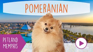 Pomeranian Fun Facts by Petland Memphis 7 views 3 months ago 1 minute, 7 seconds