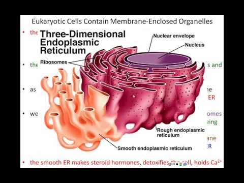 Lecture 13 - Intracellular Compartments - Chapter 15, Part 1