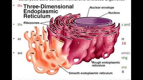 Lecture 13 - Intracellular Compartments - Chapter 15, Part 1