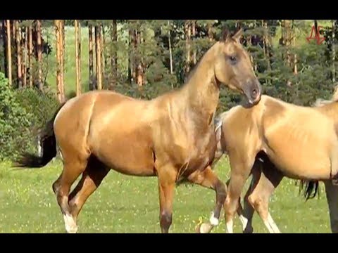 Video: Konja Pasme Akhal-Teke Hipoalergena, življenjska Doba In Zdravje