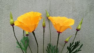 California poppy, golden cup, eschscholzia californica is native to
but found along the entire western coast of united states...