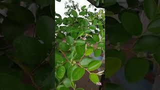 First Time Ber Tree Kul Tree Ber Tree Flowers