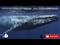 ظهور صوت الحوت الأزرق حقيقة أم خرافة