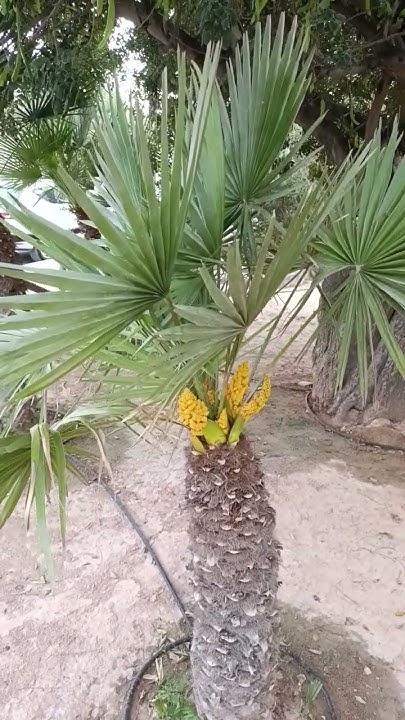 пальма карликовая... - YouTube