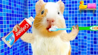 HamHam Brush Teeth in the Toilet and Have Breakfast 🤩 Best Morning Routine | Life Of Pets HamHam