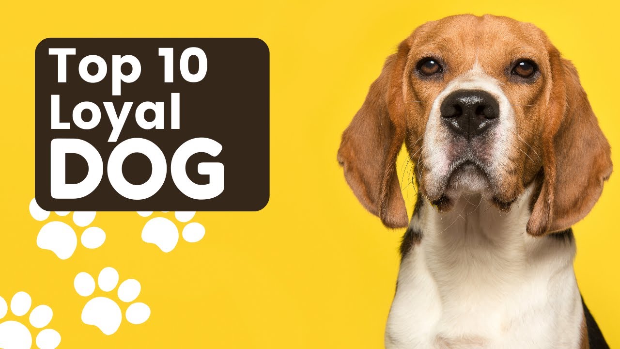 Top 10 Most Loyal Dog Breeds - YouTube