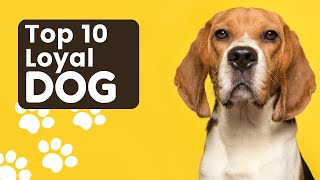 Top 10 Most Loyal Dog Breeds by Animal Kingdom 709 views 9 months ago 7 minutes, 17 seconds