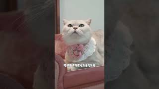 养了猫就的接受他们的缺点，才能更好的享受他们的治愈#萌宠  #猫咪