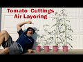 How to start TOMATO Cuttings the EASY Way! AIR LAYERING