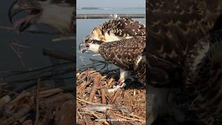 Osprey Population Collapse in Chesapeake Bay? The Hidden Fish Crisis Behind It