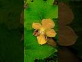 Bees at Work 🐝 Natural Pollination in Ash Gourd #shorts