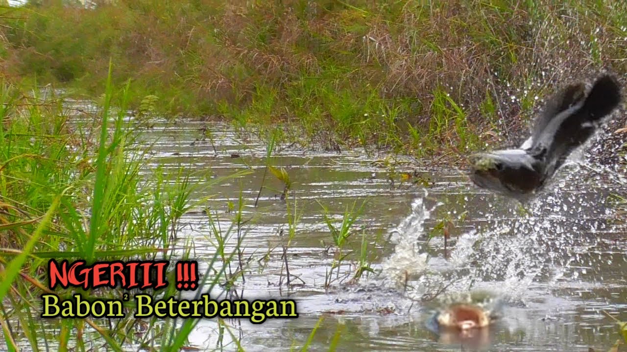 NGERI !! MANCING CASTING IKAN GABUS DAN BUJUK DI KANAL YANG JARANG DI JAMAH PEMANCING LAIN 