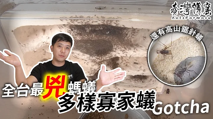 多样寡家蚁，终于入手你｜除了多样还有高山锯针蚁｜【台湾蚁窟】 - 天天要闻