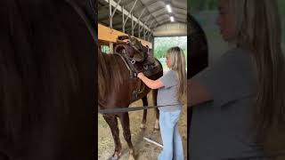 First time riding since being pregnant! #horse #equestrian #horseriding