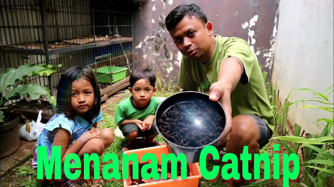 Menanam Catnip Untuk Kucing (real catnip) 
