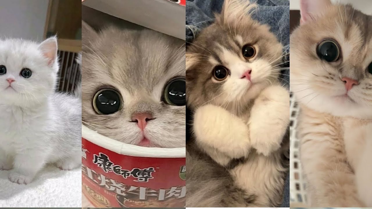 Cat wallpaper | Cat wallpaper aesthetic | Cat Dp Aesthetic | Cat Wallpaper iPhone| Cat Dp Image Pic 