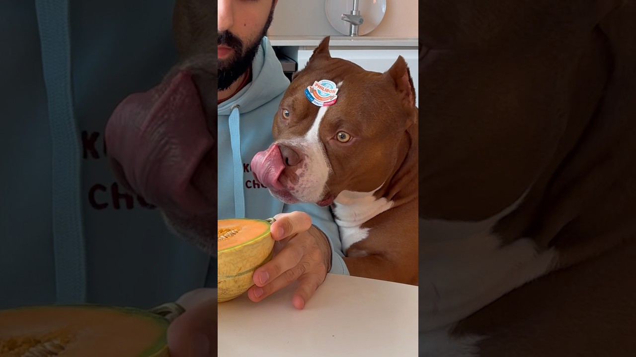 Melon tasting with Choco🍈