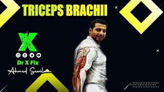 Triceps Brachii Muscle - العضلة ذات الثلاث رؤوس العضدية | Drxfix