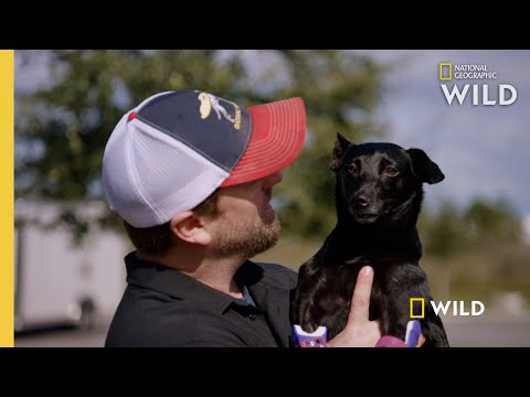 Video: Kaki Anjing Siapa Yang Diiris Untuk Mengunyah Sepatu Mendapat Prosthetics Baru & Lease On Life