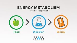 MWM 2 3 Cellular Respiration