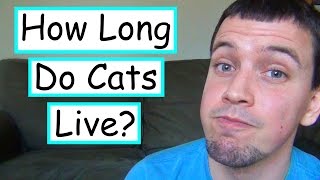 How Long Do Cats Live?