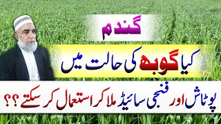 Can We Mix Potash And Fungicide In Wheat At Gobh Stage Crop Reformer