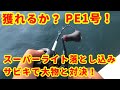 【相模湾】大物HIT！獲れるか？PE1号スーパーライト落とし込みサビキ釣り！