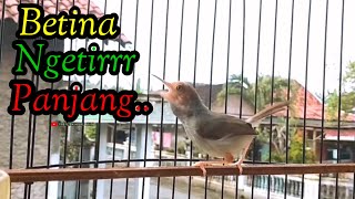 PRENJAK BETINA NGETIRRR PANJANG,  sangat cocok buat masteran.