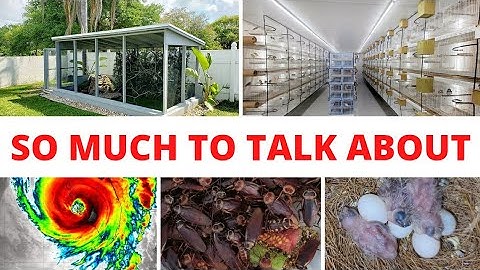 Finch Aviary / Bird Room / Hurricane / Pest / Breeding Season and more !!!