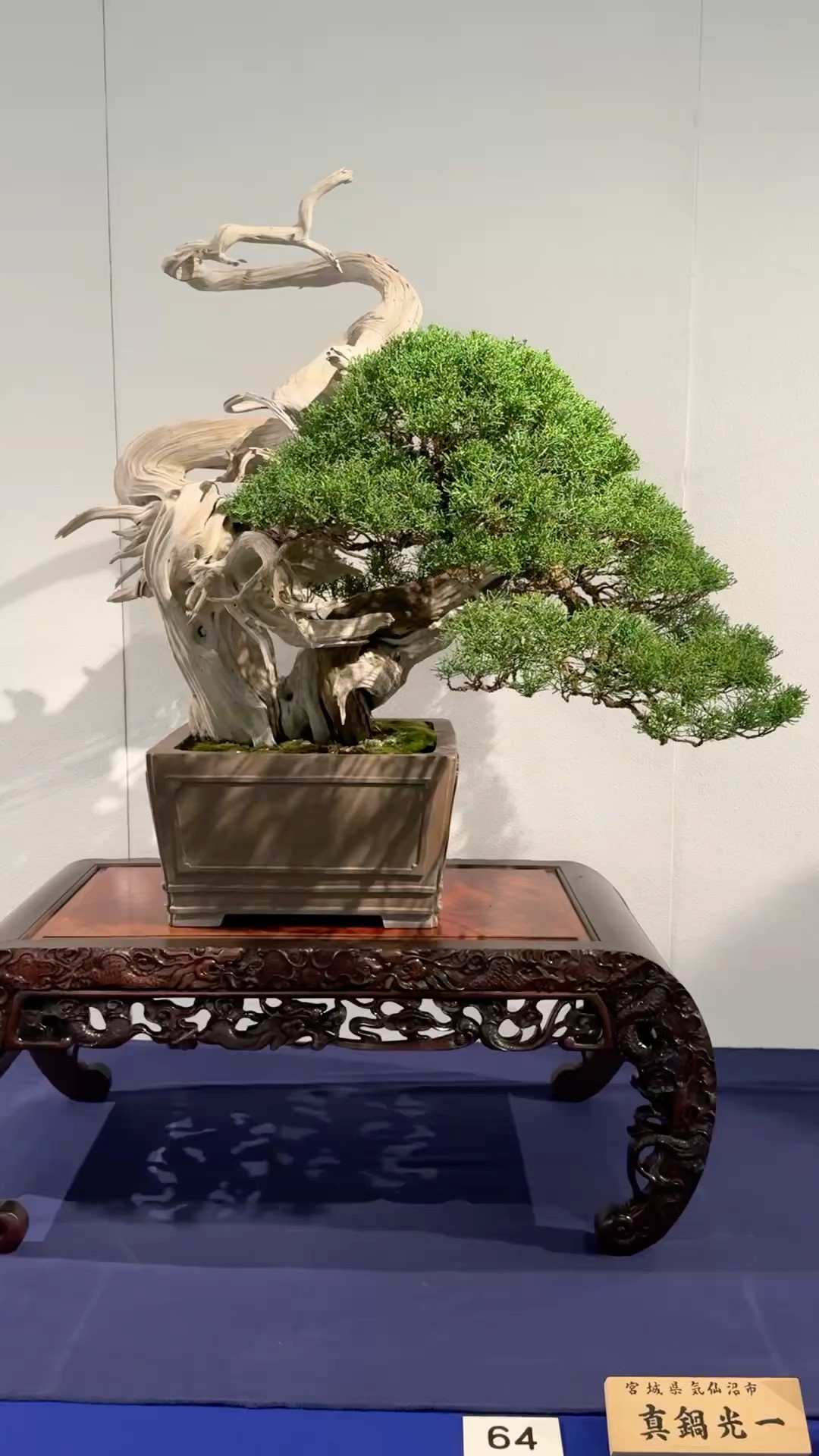 盆栽】第98回 国風盆栽展 後期【Bonsai】The 98th Kokufu Bonsai