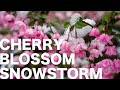 Crazy Cherry Blossom Snowstorm in Tokyo