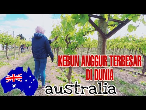 Video: Berapa biaya kebun anggur di California?